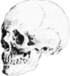 Caucasian skull